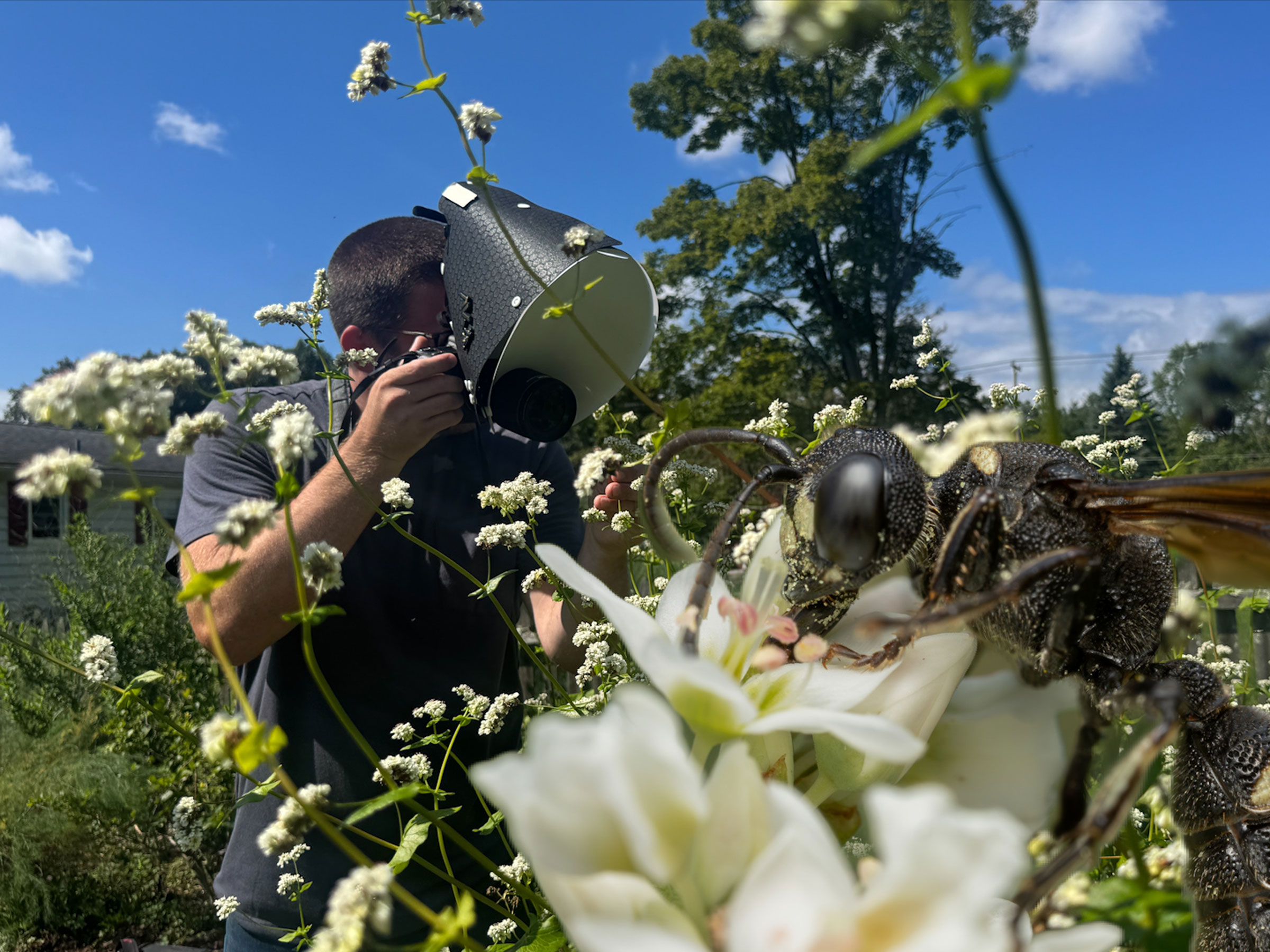 Exploring Isaac Bissell's Yard With Vermont Pollinator Photography