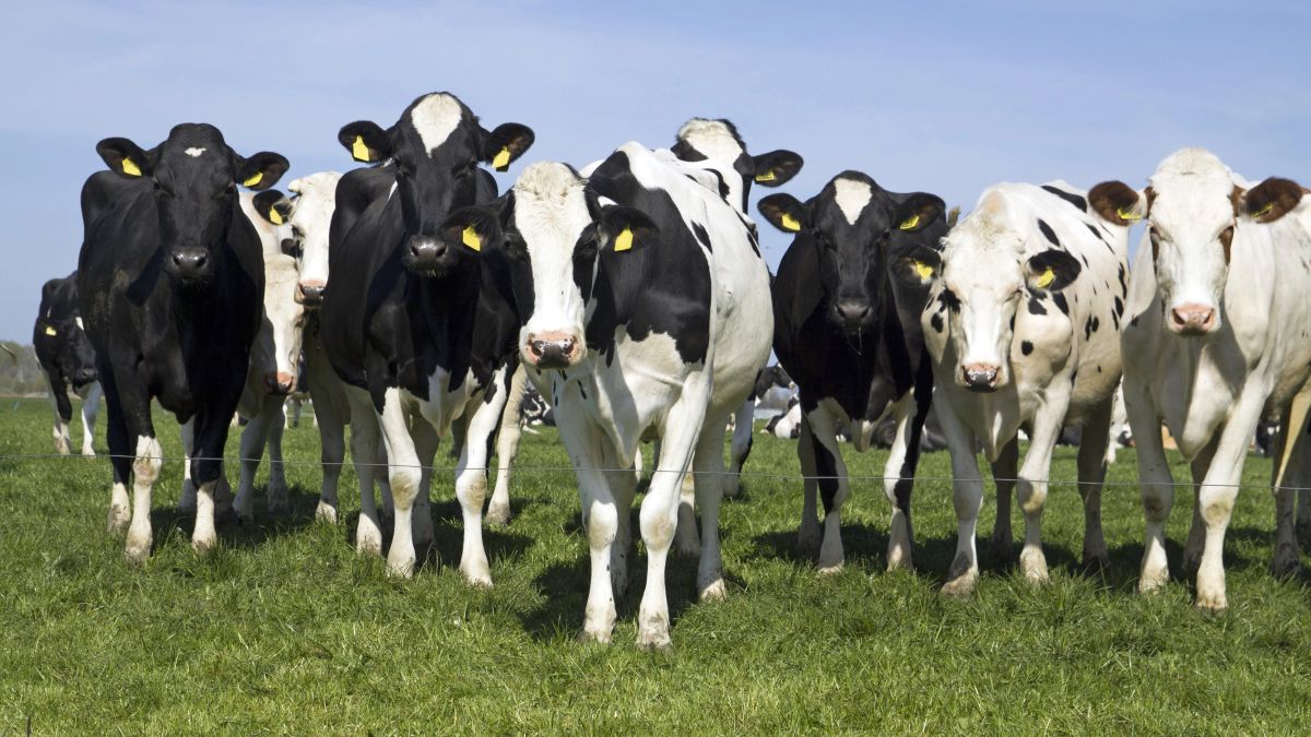 Farmers face livestock cuts as nitrogen plan falls short