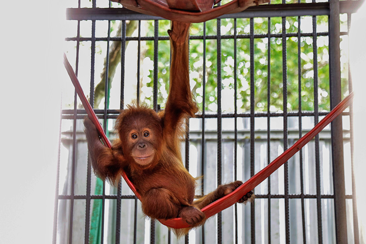 This infant Sumatran orangutan was separated from its mother when it was forcibly taken by hunters in the forest in Indonesia.