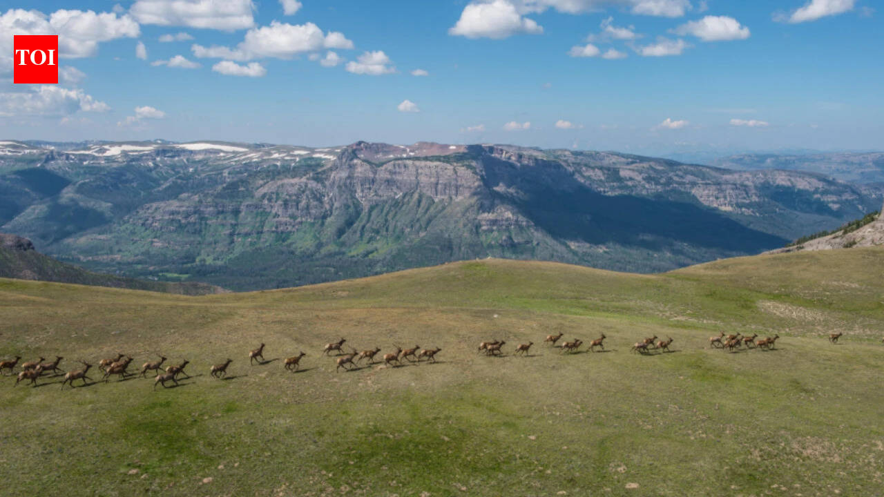 Fourteen US projects will restore or protect wildlife movement across more than 206,000 acres and improve 225 miles of fencing after a new $17.1 million conservation investment across the West