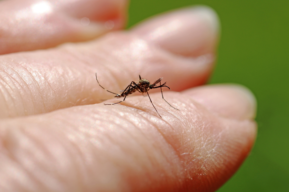Fourth Dutch case of West Nile fever this year confirmed