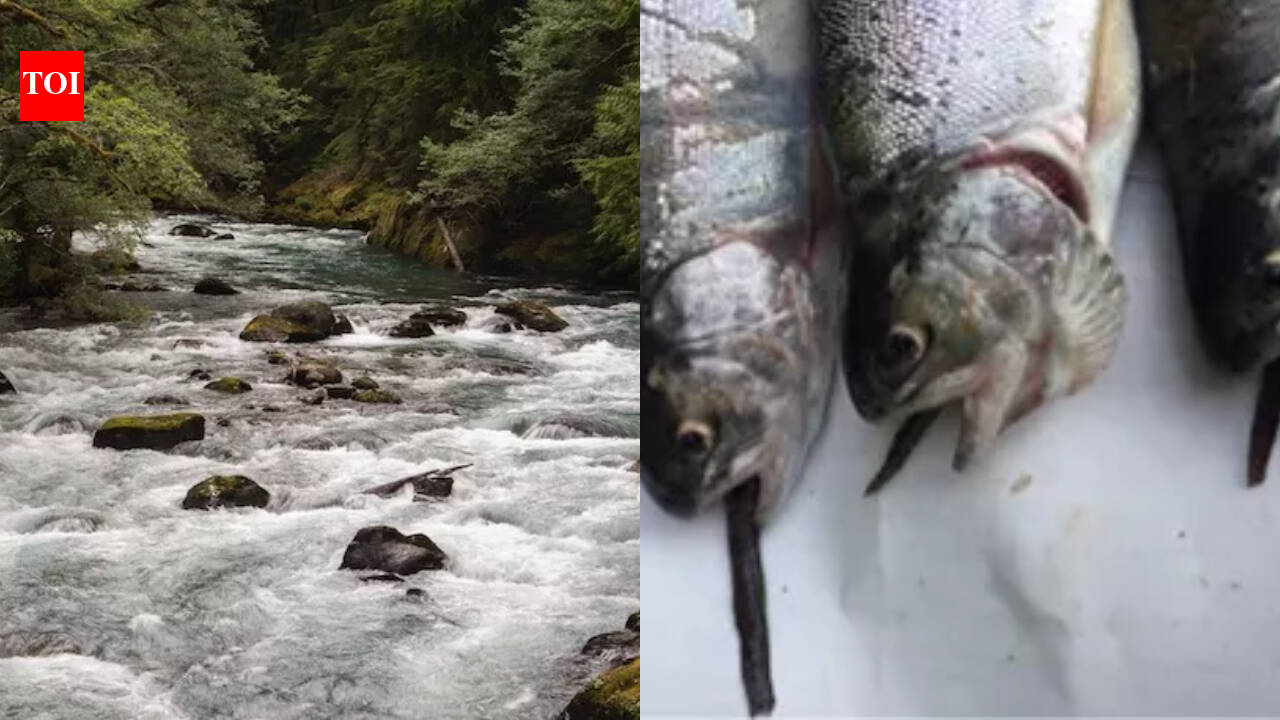 From 1915 to 1972, Mount Rainier stocked more than 9 million fish into naturally fishless waters; today 35 mountain lakes still hold breeding non-native populations that displace amphibians and alter ecosystems