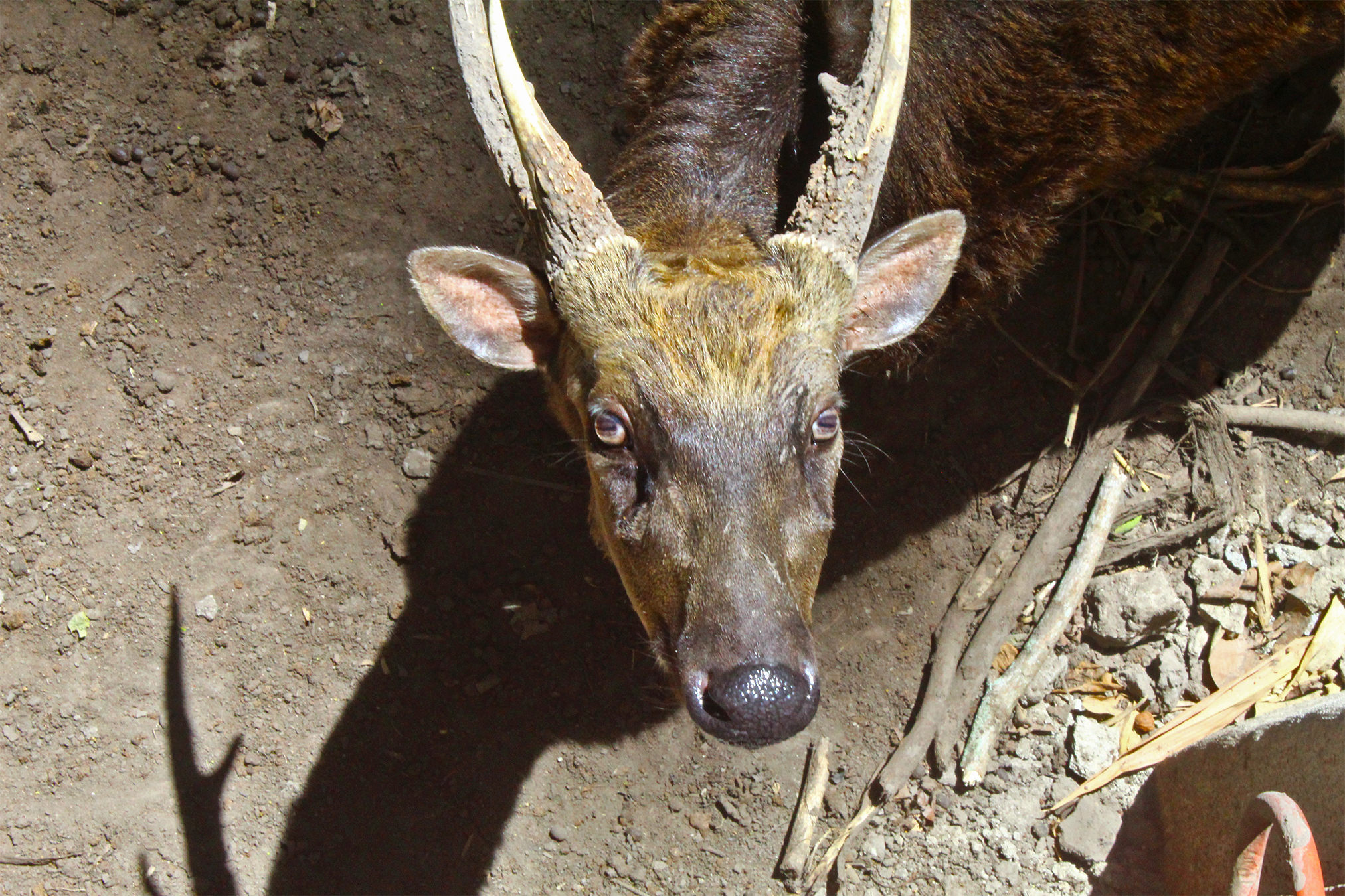 Genetic road map offers hope for threatened Visayan spotted deer