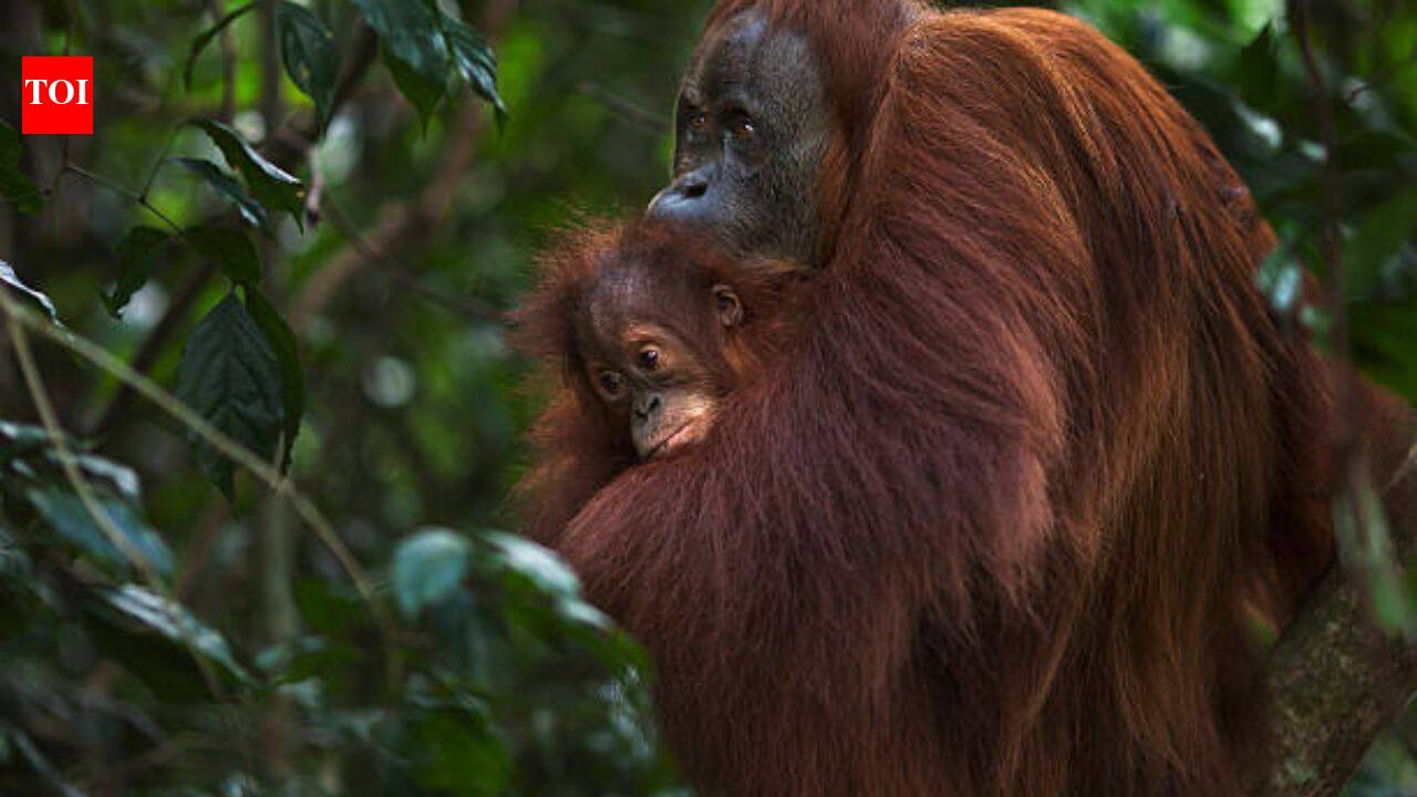 Gold miners have breached a refuge built for rescued orangutans; 14 hectares of Indonesia’s sanctuary damaged in 3 years