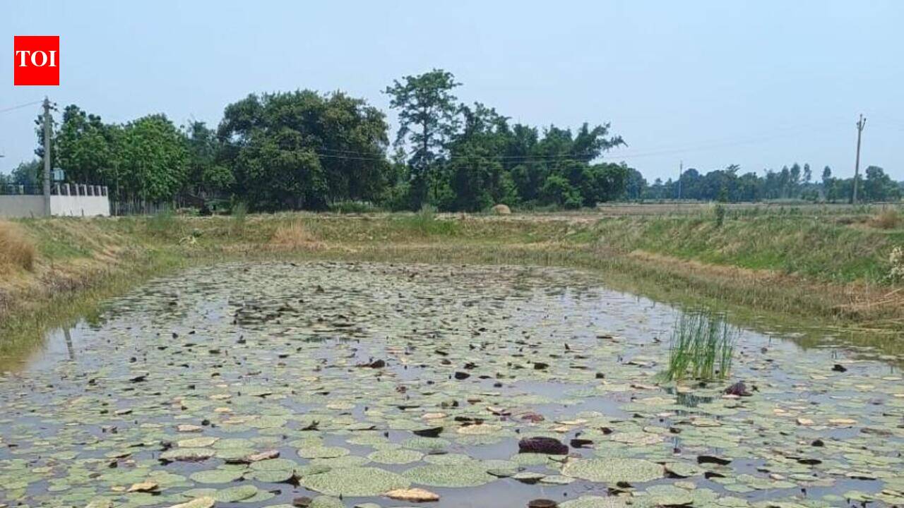 Govt to give subsidy, training for makhana cultivation in dist | Prayagraj News
