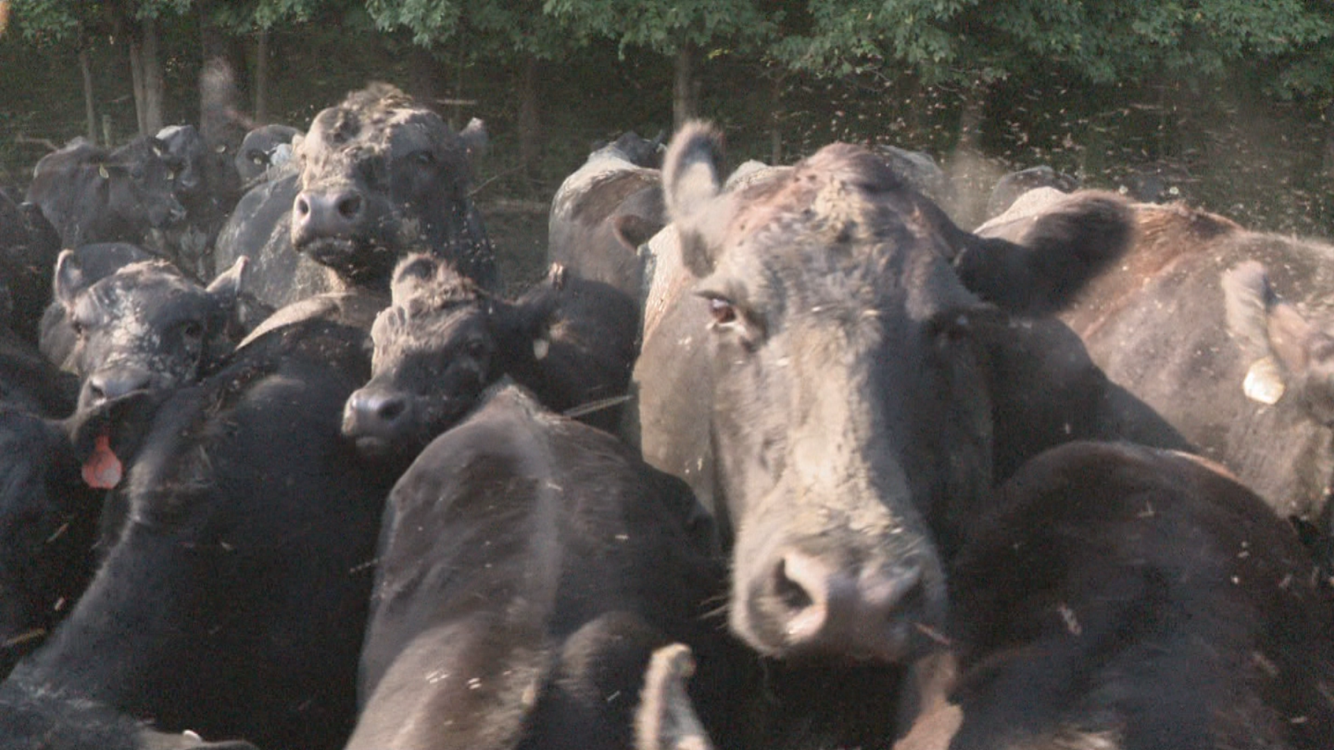 Hendricks County farm sees boost in beef sales amid import suspension - Indianapolis News | Indiana Weather | Indiana Traffic