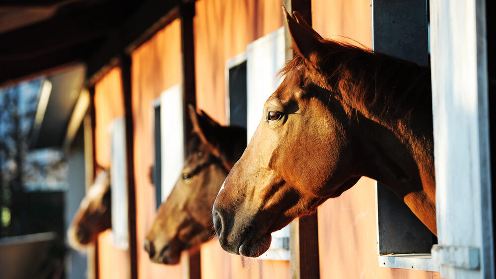 Horse meat fraud: three arrested, seven Dutch premises raided