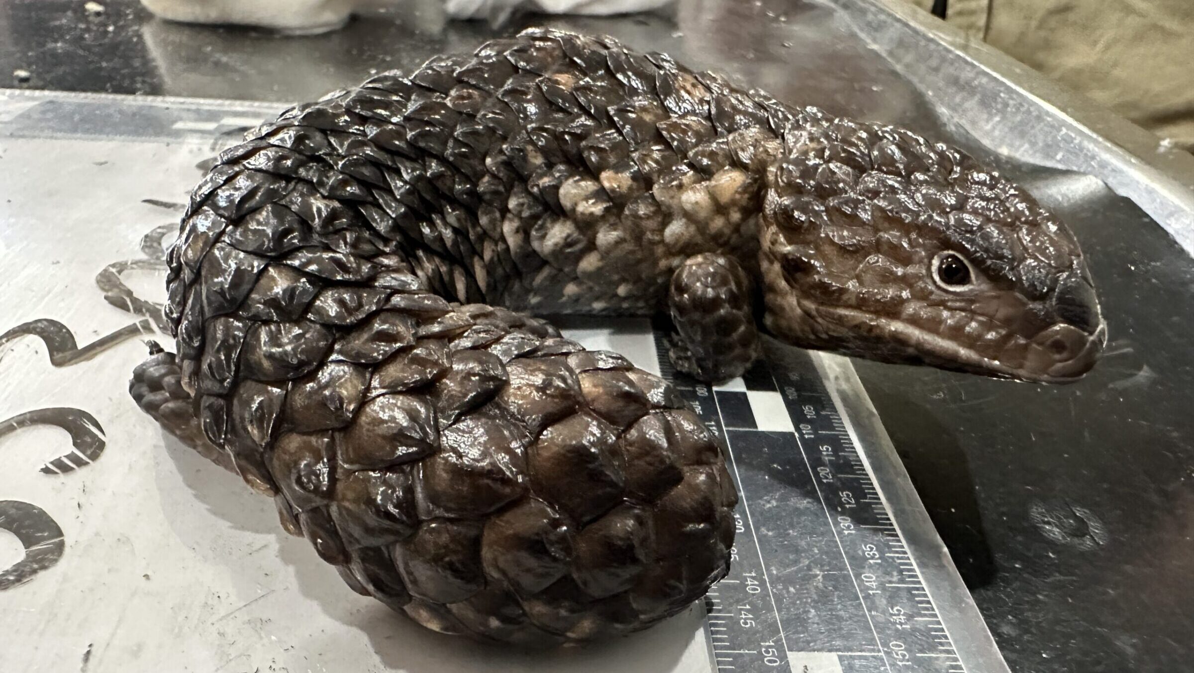 How Australia is cracking down on wildlife trafficking
