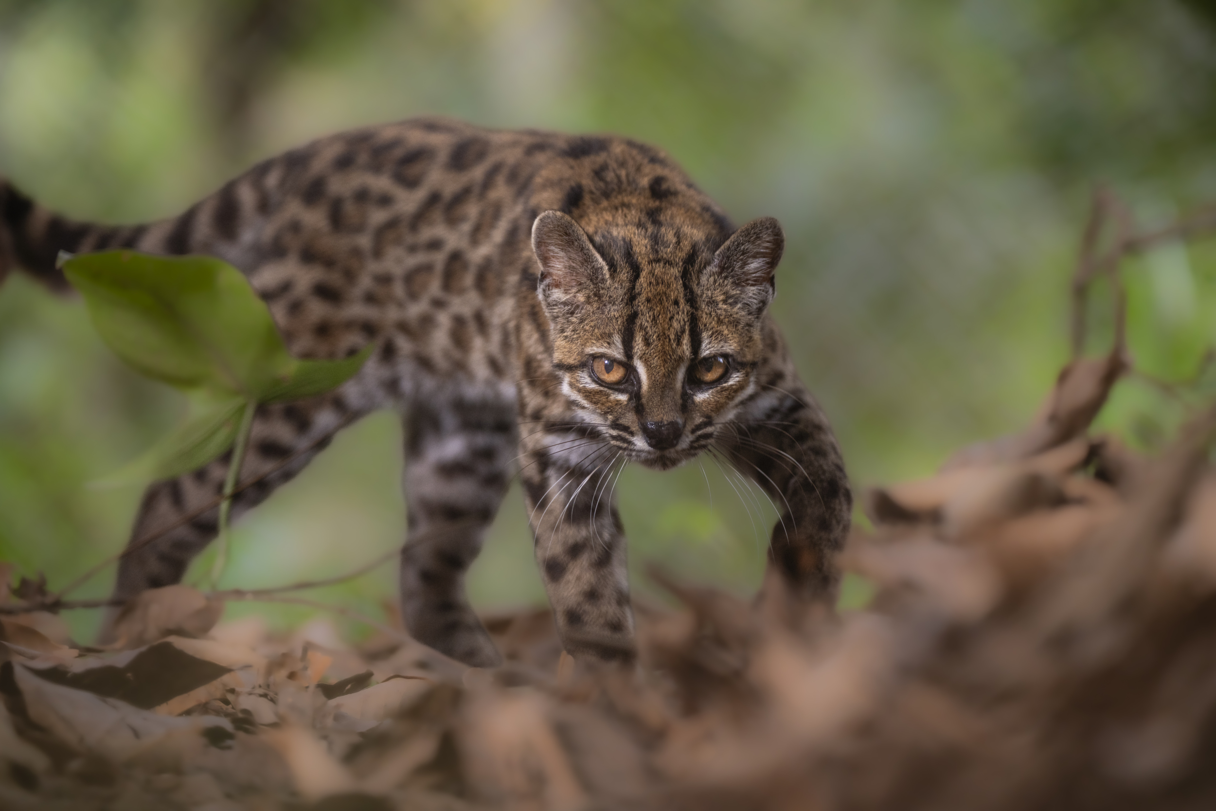How new is the first ‘new-to-science’ cat discovered in more than 100 years?