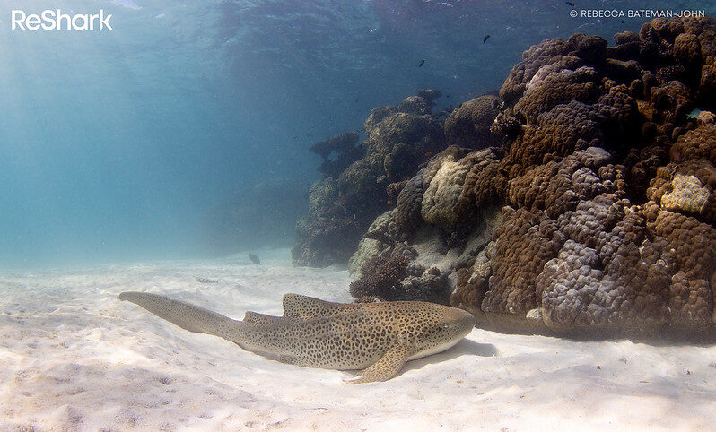How to enhance ocean health and resilience with marine rewilding