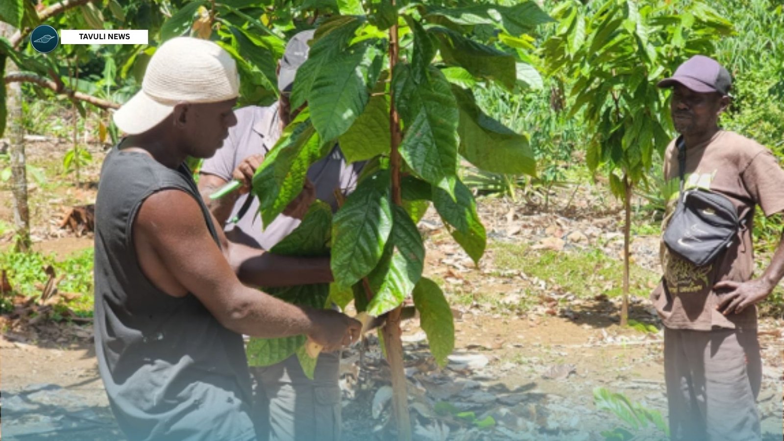 IPDM Cocoa Training For West Marovo Farmers Completed