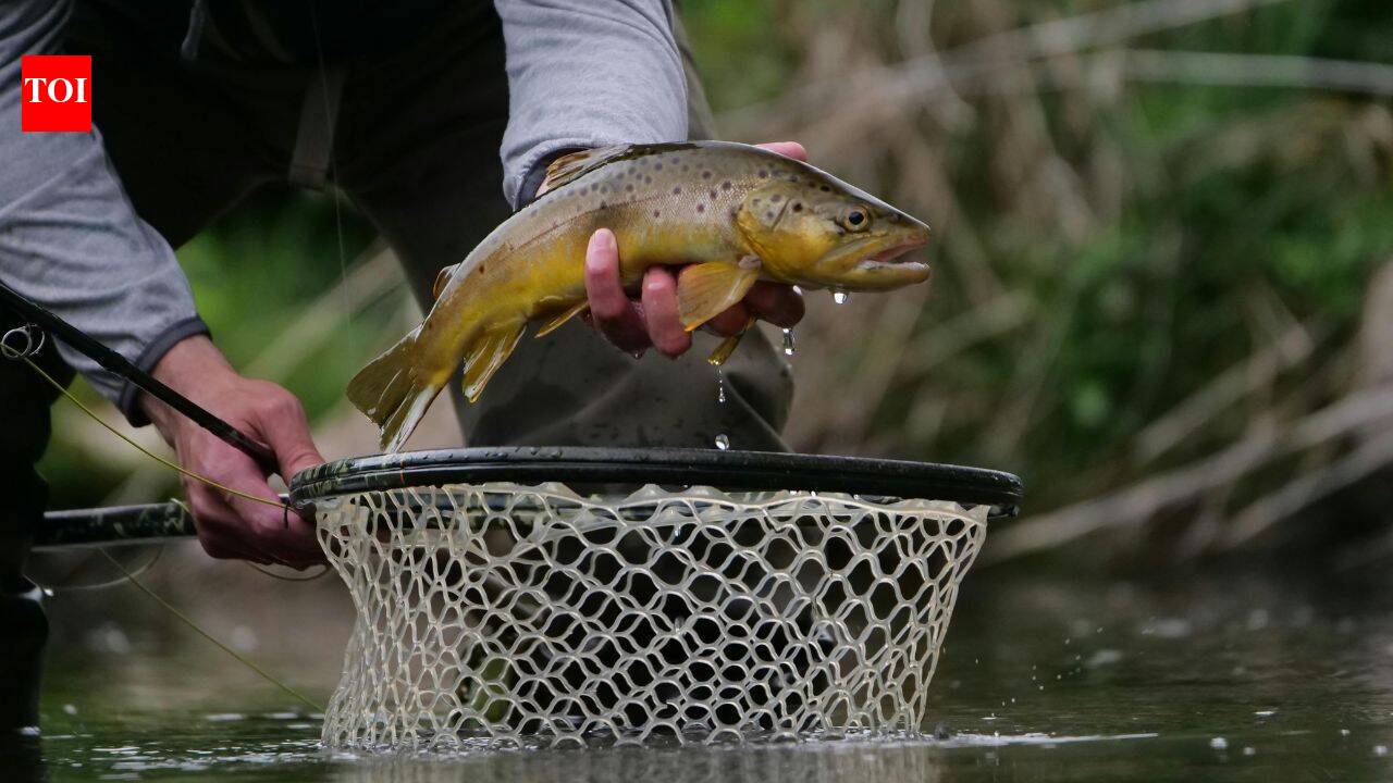 In 2001, California began removing non-native trout from high-Sierra lakes; by 2011 nearly 44,000 fish were removed from 19 lakes, as frogs in three restoration lakes rose from about 190 to over 18,800