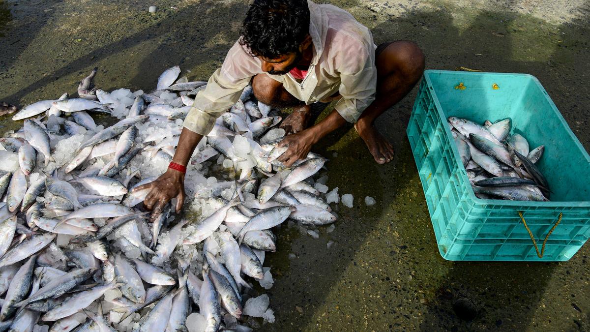 India exports around 500 tonnes of Hilsa fish to Bangladesh in two months