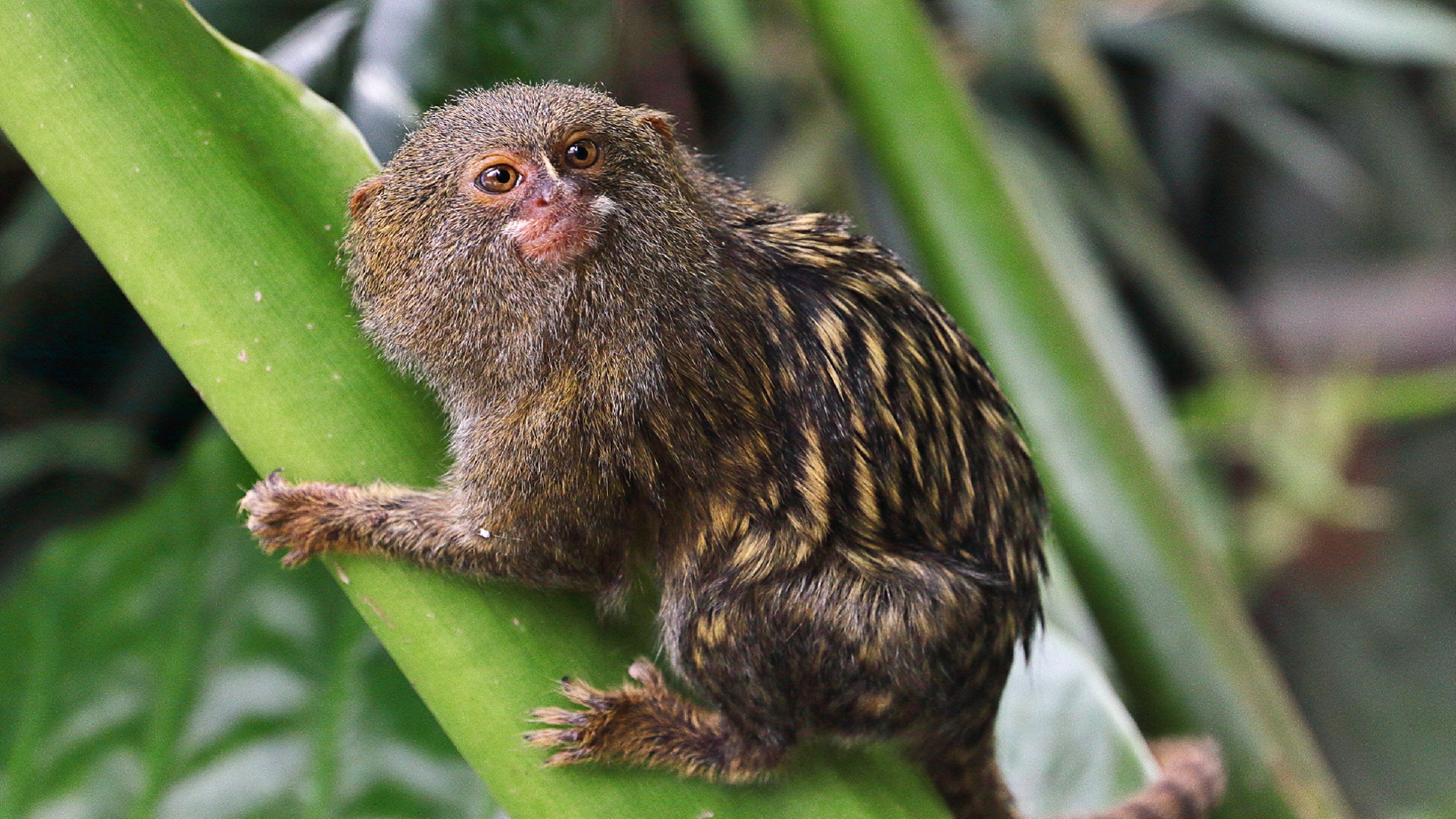Indigenous knowledge x tech in the search for a tiny Amazon monkey
