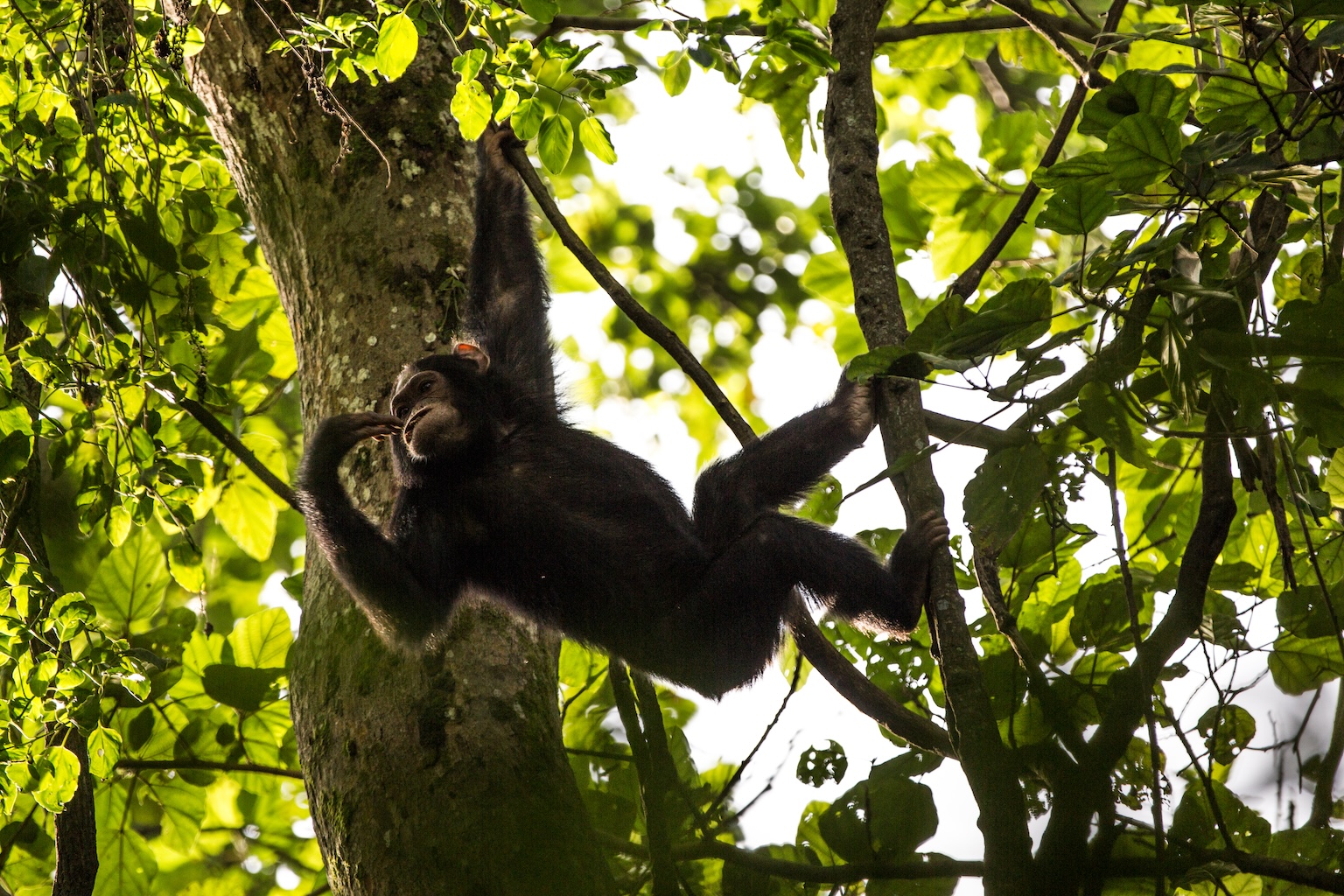 Chimpanzees at Mikeno Lodge in Virunga National Park, DRC. Image by Joseph King via Flickr (CC BY-NC-ND 2.0).