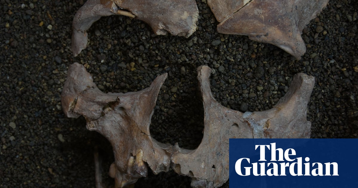 Indonesian foragers may have sucked on mind-altering nuts 25,000 years ago, research finds | Science
