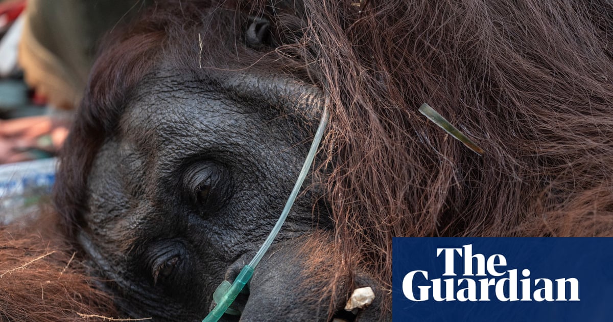 Indonesian wildfires threaten leading orangutan research site in Borneo | Wildlife