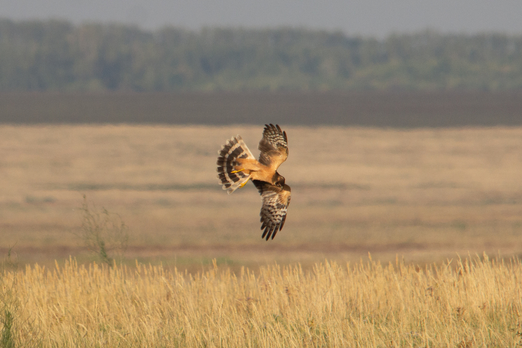 Pallid harrier (Circus macrourus) at Omsk, Russia in 2026. Image by Yaroslav Burmatov via INaturalist (CC BY-NC 4.0)