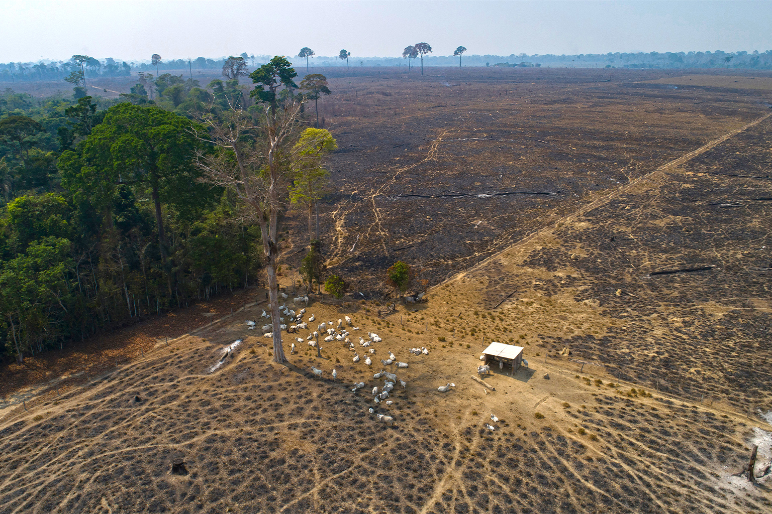 Cattle graze on land that has been burned and deforested by cattle farmers near Novo Progresso, Pará state, Brazil. Image by AP Photo / Andre Penner.