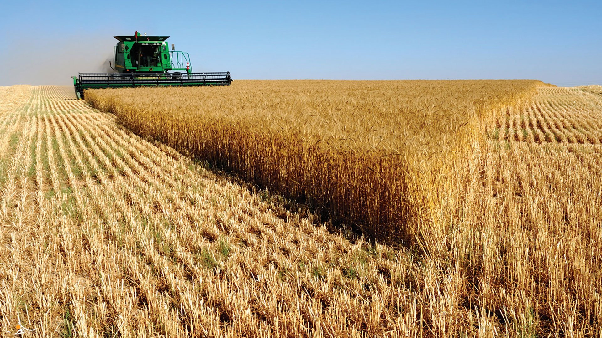Iraq achieves wheat and date self-sufficiency for 2026: Agriculture Ministry
