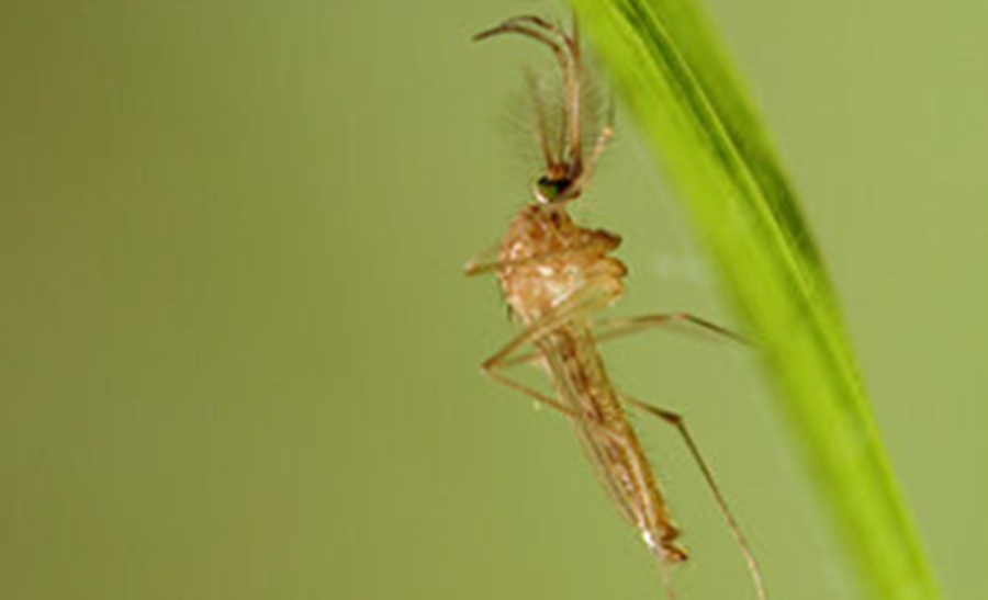 West Nile virus mosquito - the virus is spreading across Europe