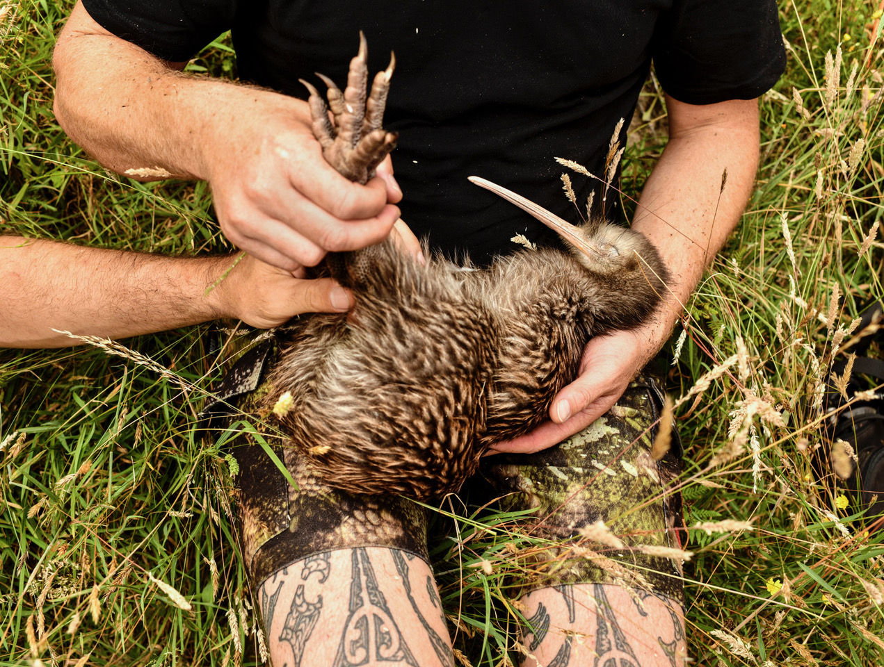 Iwi and community-led effort return kiwi to Wellington for first time in over a century