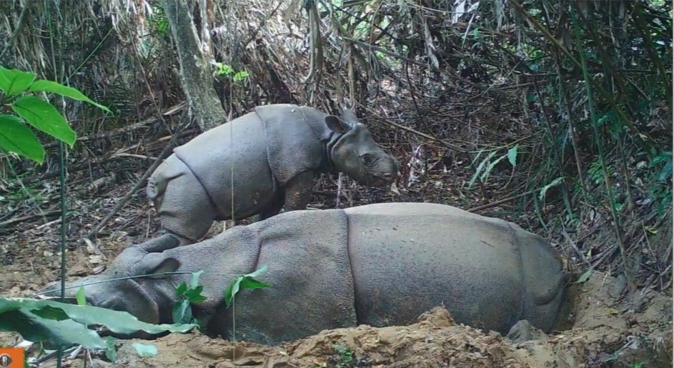 Javan rhinos survive eruption in Indonesia, but single habitat leaves species vulnerable