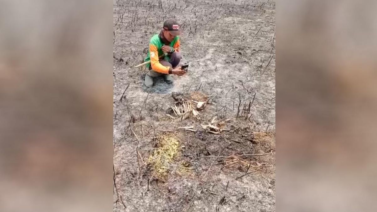 Kijang Mati Terbakar Imbas Karhutla Semeru, Macan Tutul Bermigrasi