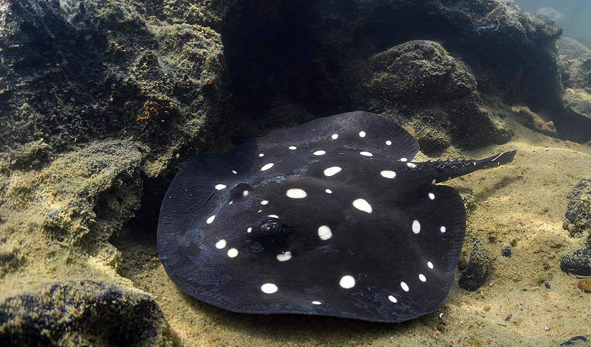 Little known river sharks and rays face increased extinction risk