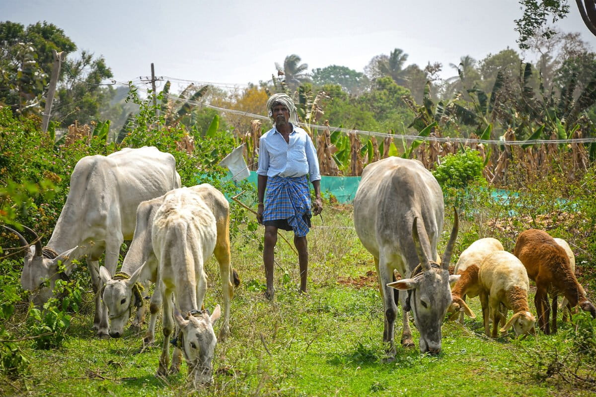 Swami Gowda stands with his herd of sheep and cattle