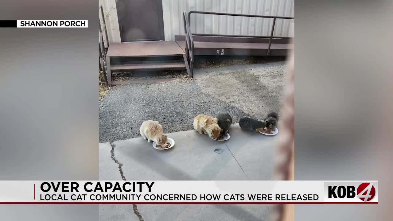 Local cat advocates concerned over how cats were released from school property