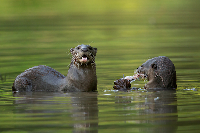 Smooth-coated otters (Lutrogale perspicillata) have a midday snack at Jurong Eco Garden, Singapore. Image by JJ Harrison via Wikimedia Commons (CC BY-SA 4.0)