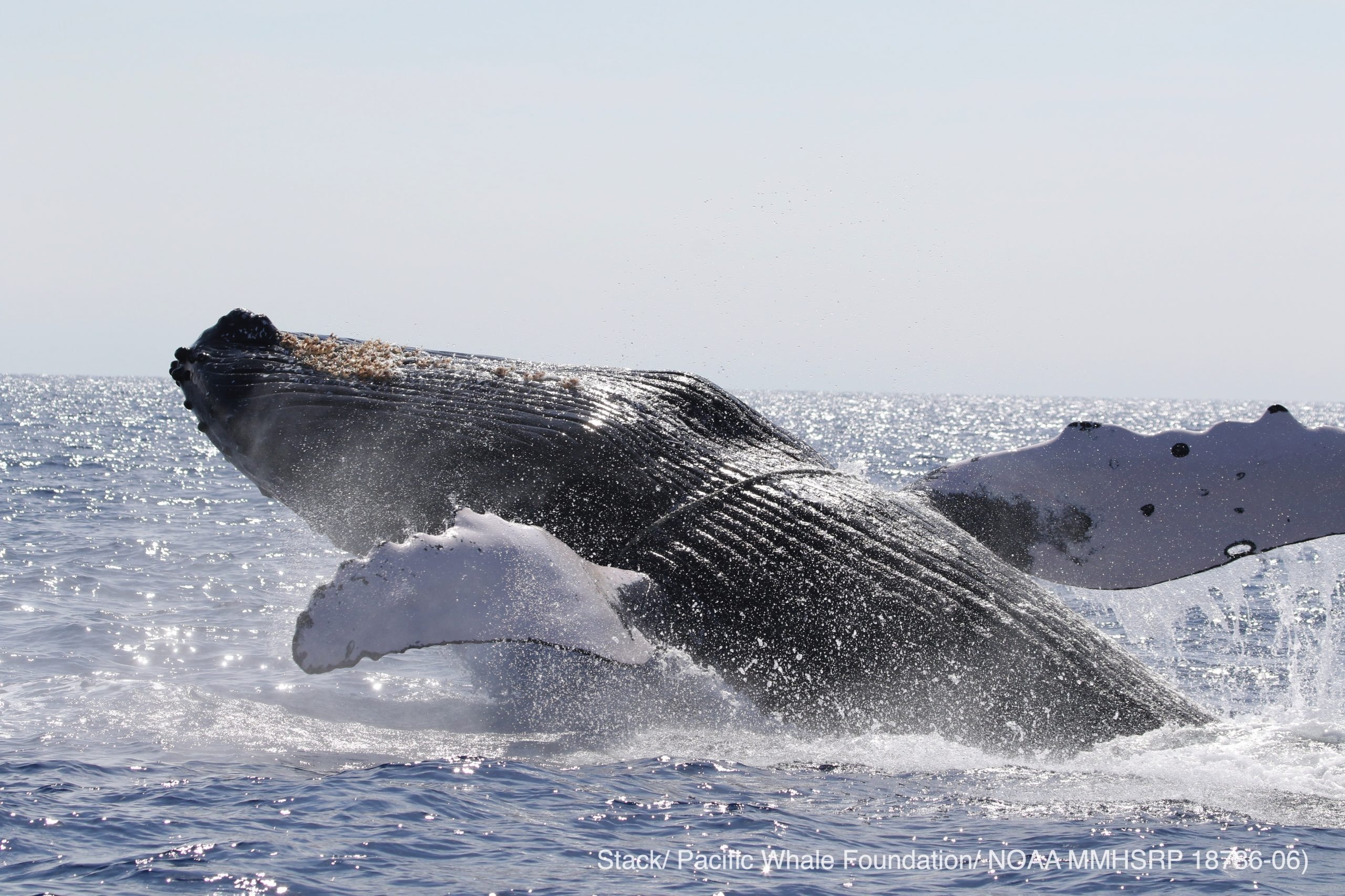 Marine heatwave likely caused sharp decline in Hawaiian humpback whales, study finds