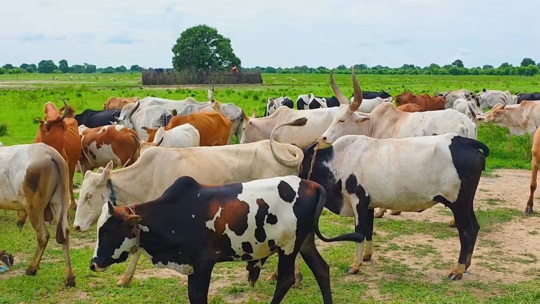 Mayom authorities arrested four men over raid of 51 cattle from Tonj North