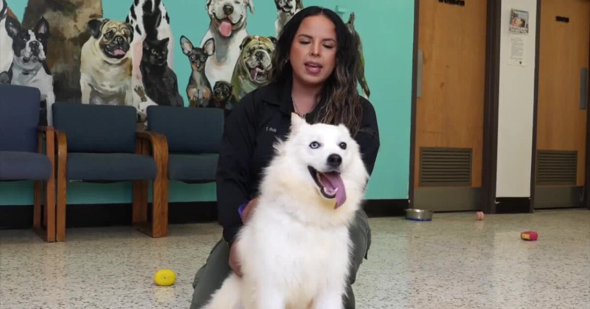 Meet Snow, an energetic husky mix ready for her forever home