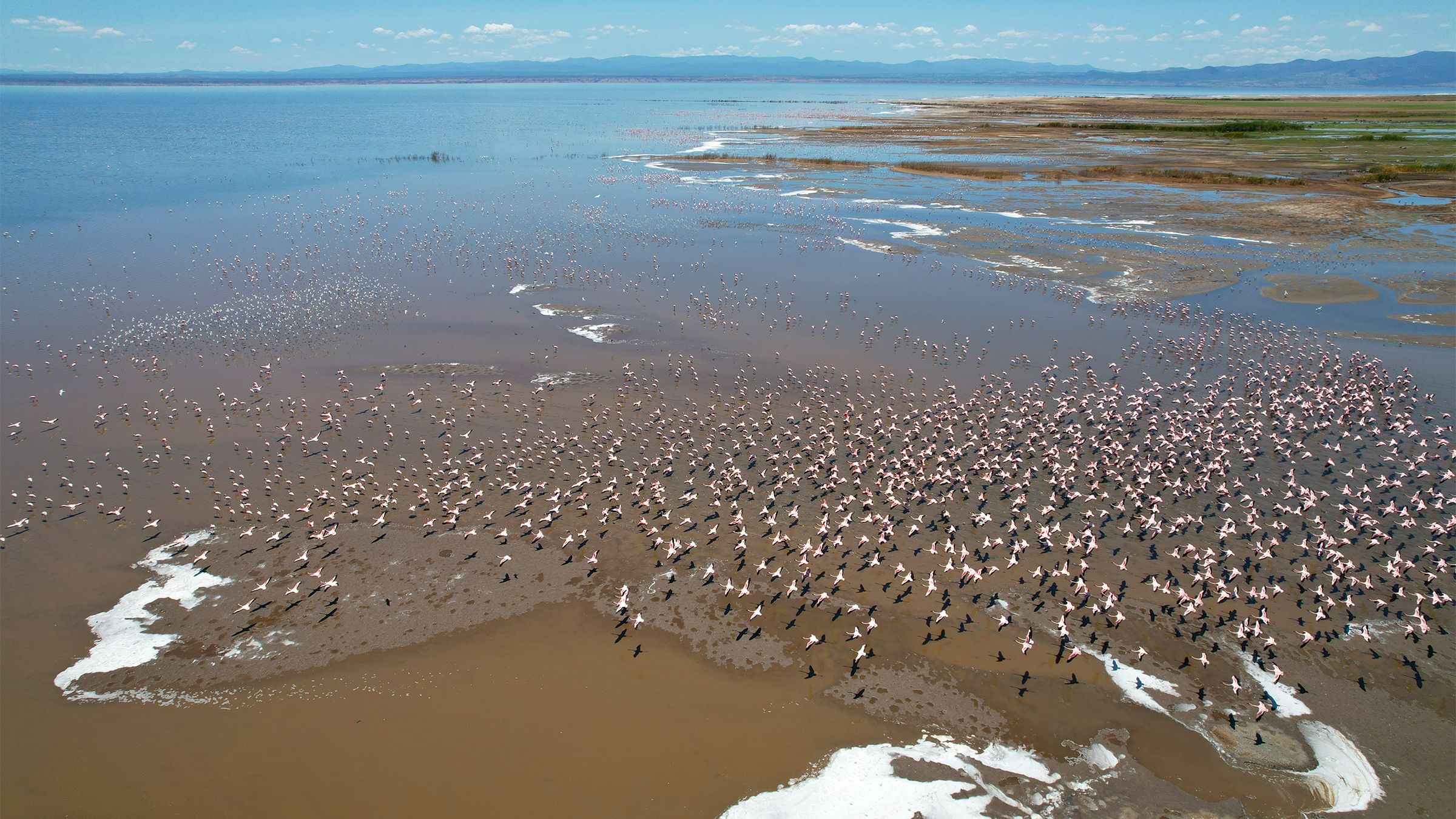 Migratory bird species increasingly at risk, report finds, but there is still hope
