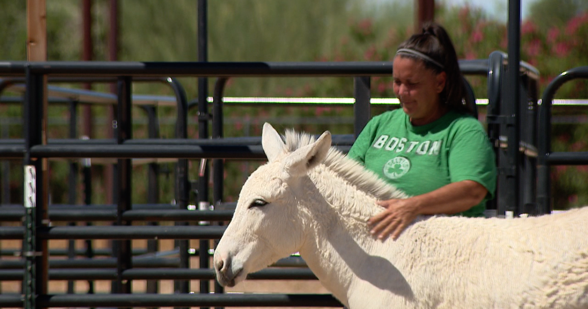 Monsoon microburst damages Surprise animal sanctuary, community rallies to help