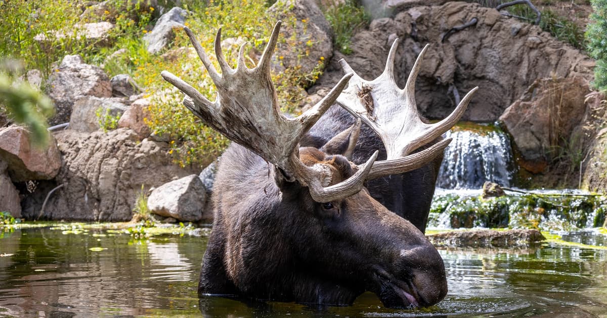Moose at Cheyenne Mountain Zoo in Colorado Springs dies