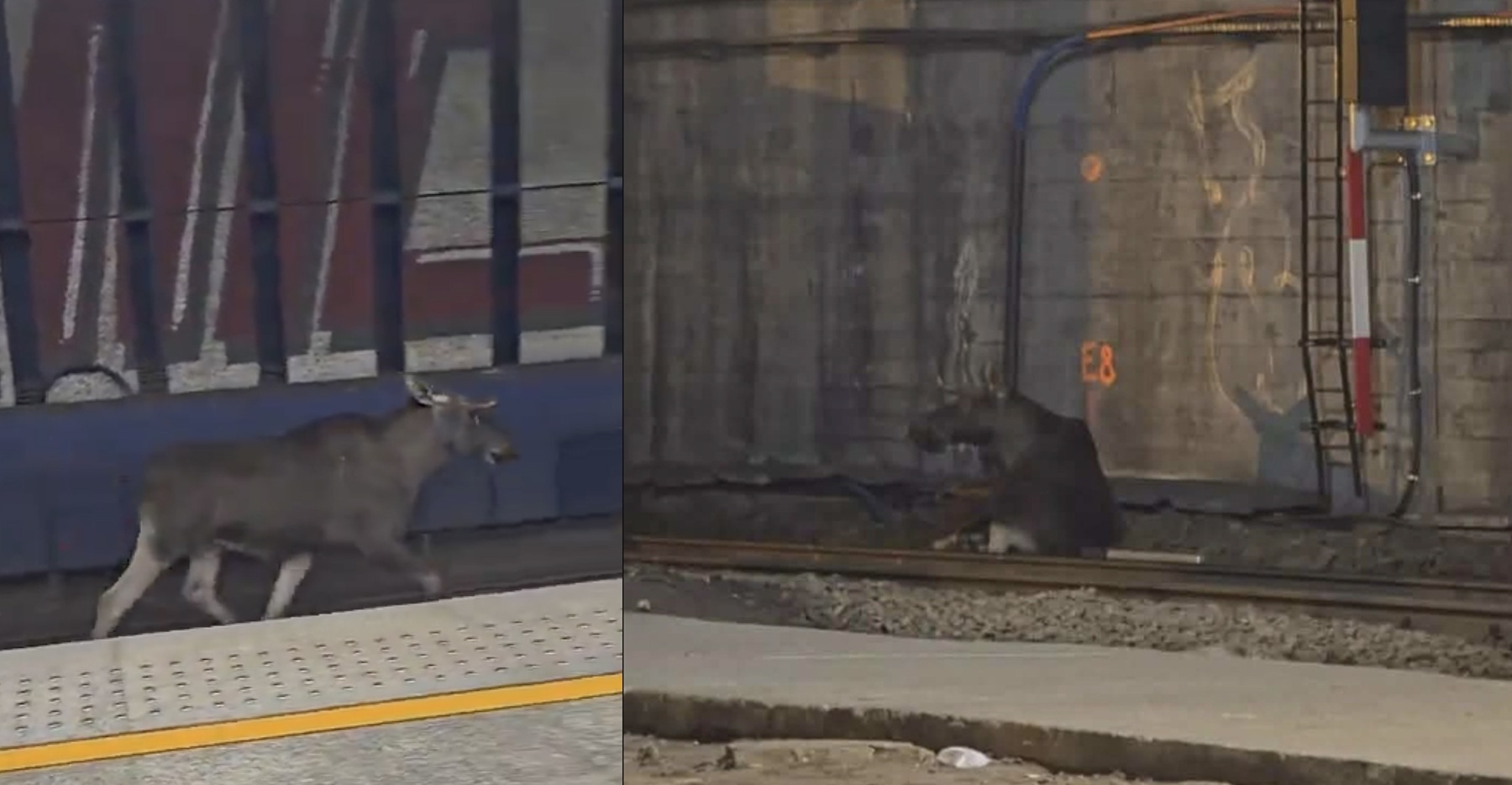 Moose on the loose at Warsaw’s main station brings trains to a standstill