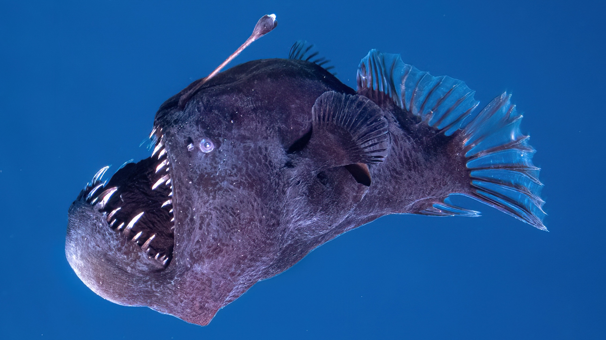 More plastic, less glow? Pollution threatens deep sea’s bioluminescent life, experts warn