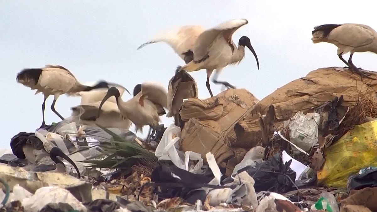 Most waste ends up in landfill. This scientist finds unexpected ways to give it a second life