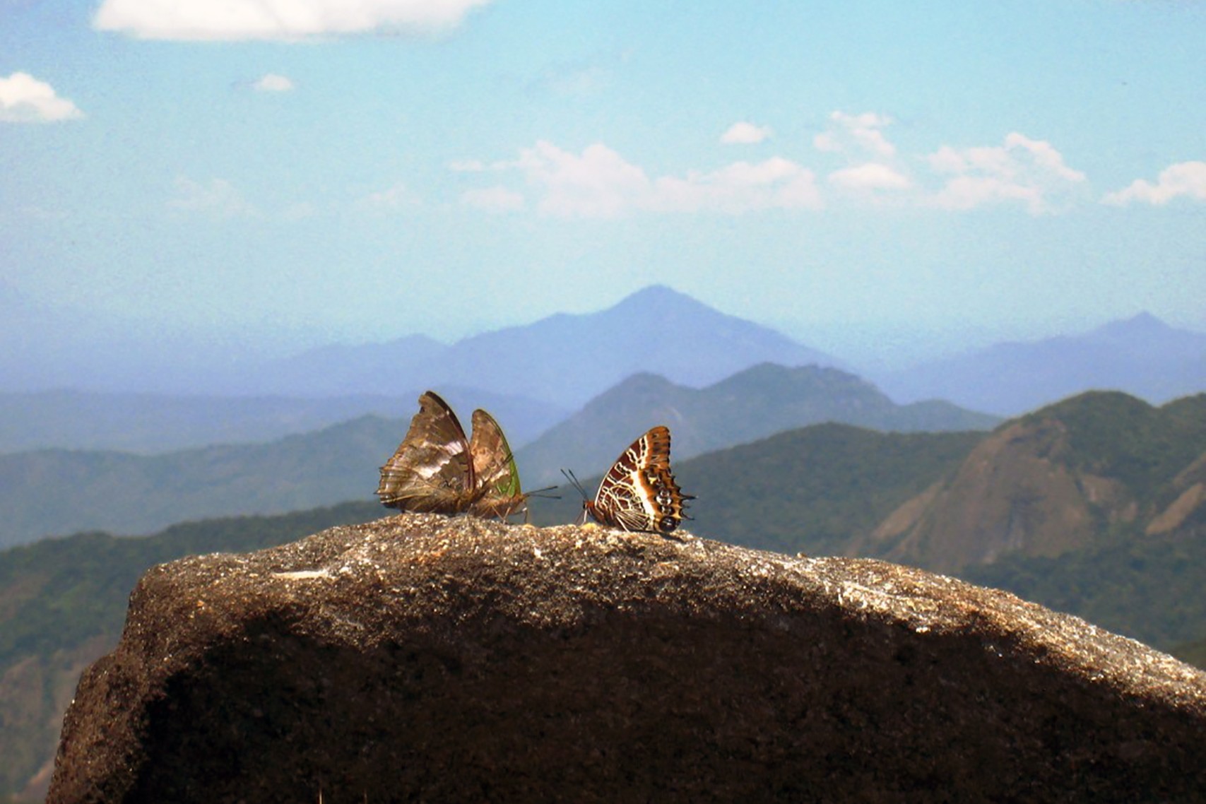 Mozambique protects Mount Mabu ‘butterfly forest’