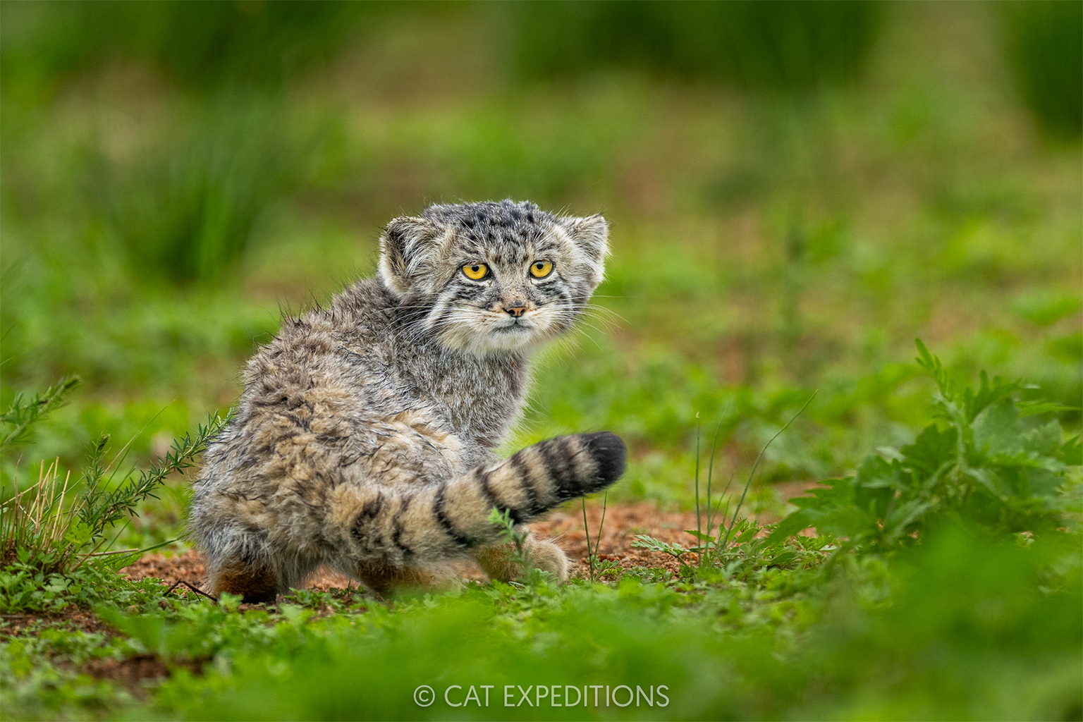 Pallas’s cat kittens in Mongolia. These small cats are vulnerable to declines in other burrowing species, as they can’t dig out holes for themselves that they use for shelter and to raise their young. Image by Sebastian Kennerknecht/Cat Expeditions