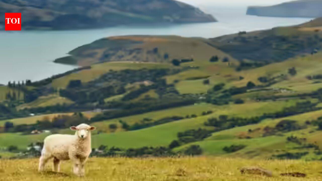 New Zealand home values hit three-year low as buyers remain cautious