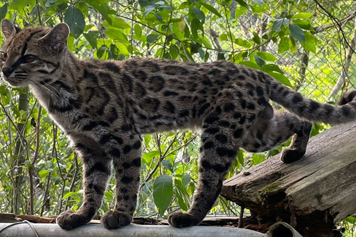 New cat species discovered for first time in over a century