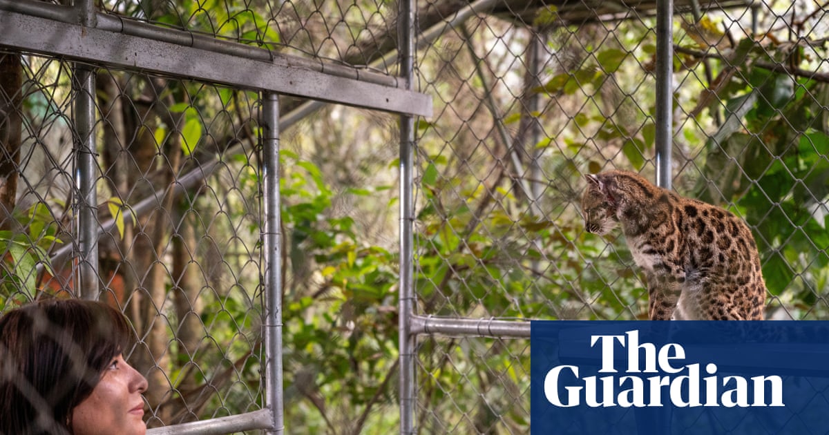 New cat species identified for first time in more than a century in Bolivia | Bolivia