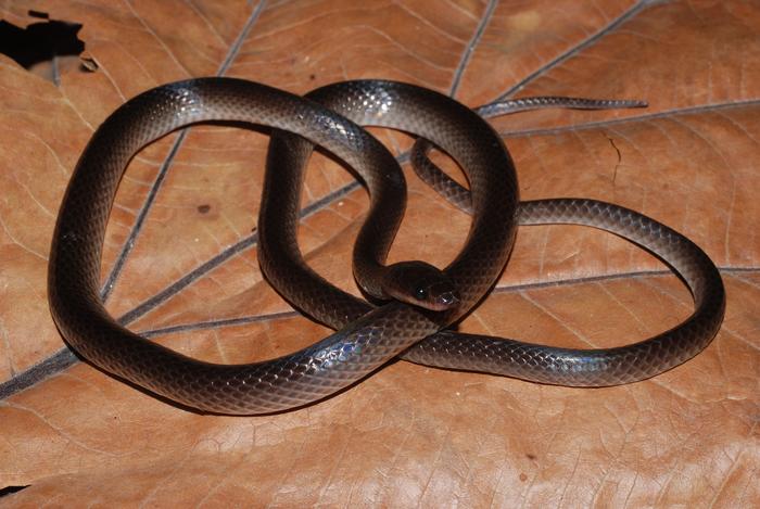 New nocturnal snake from New Guinea named after Slash of Guns N' Roses
