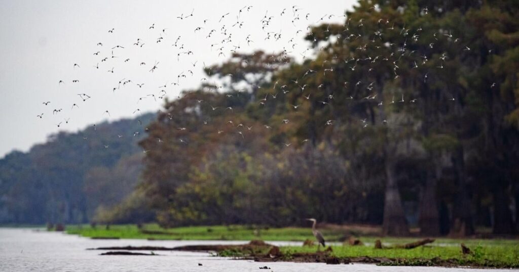 New panel seeks answers for giant Atchafalaya Basin swamp | Business LATEST NEWS New panel seeks answers for giant Atchafalaya Basin swamp | Business POLL
