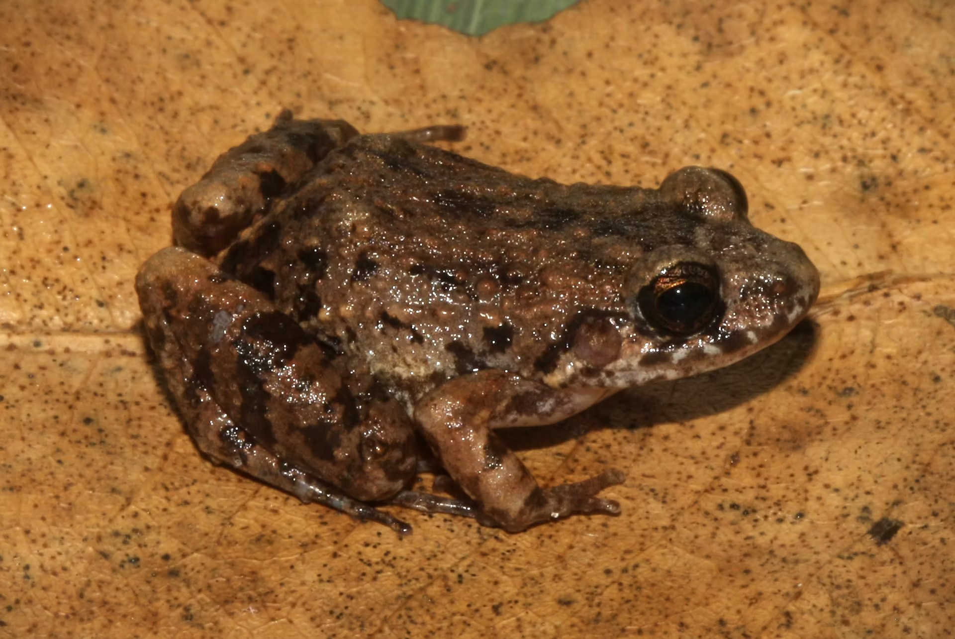 New-to-science Amazon frog stands out for its slow ‘lazy’ song