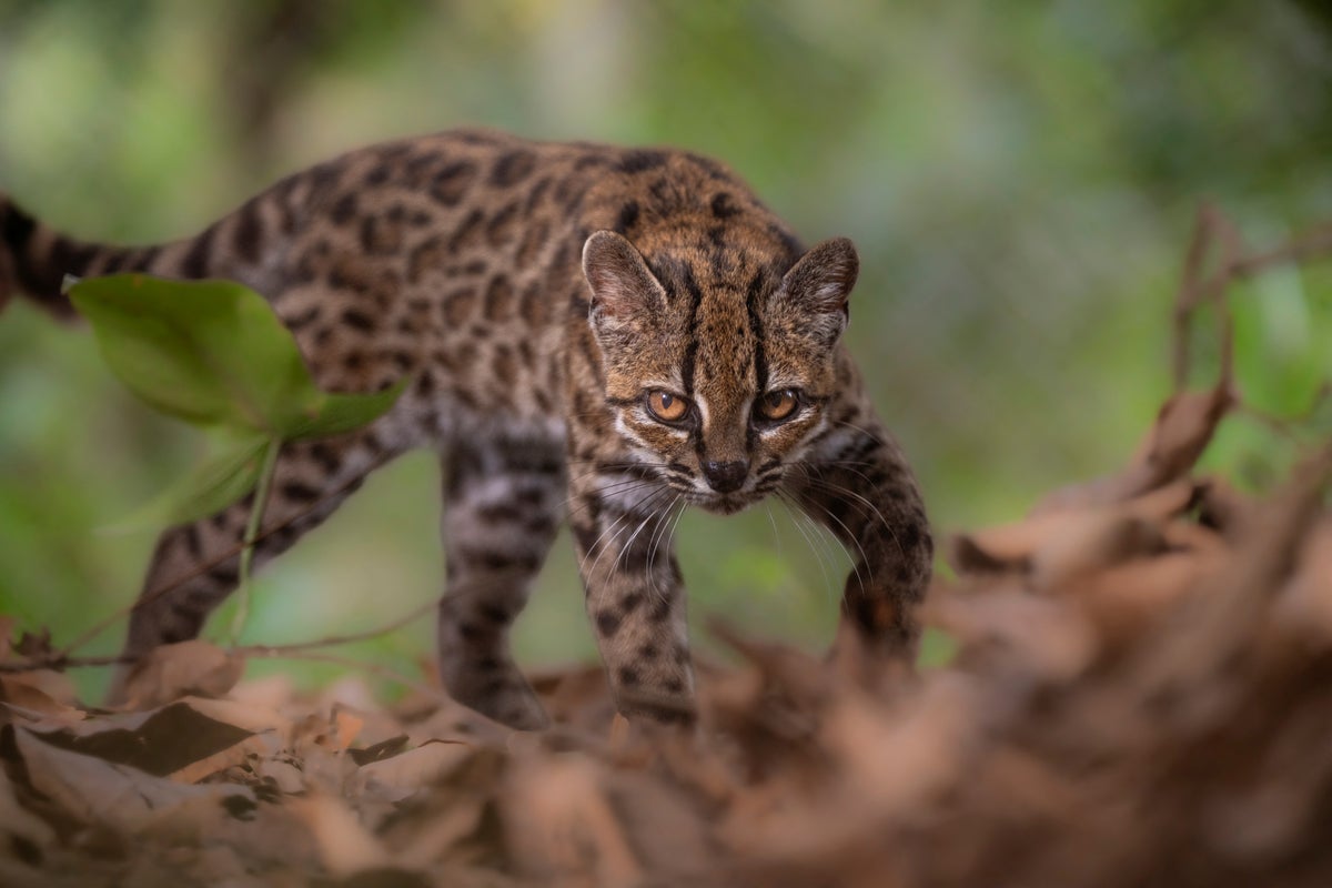New wildcat species identified for the first time in over a century in Bolivia